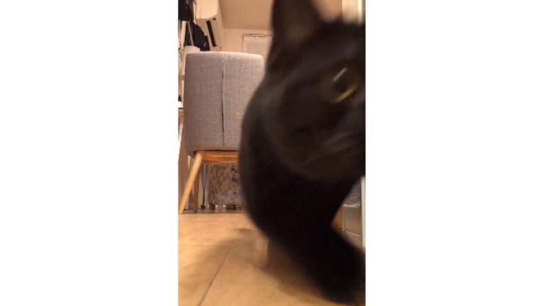 廊下にいる猫