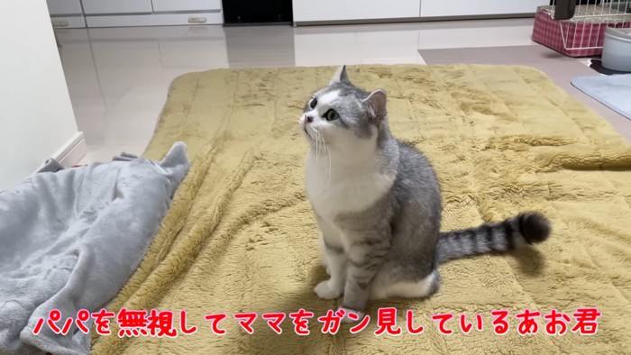 おすわりする猫