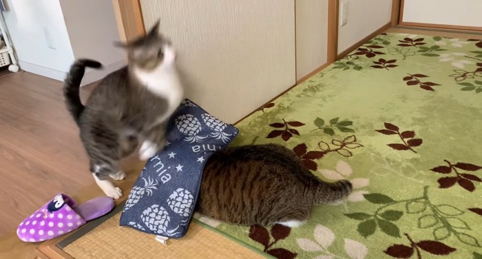 飛ぼうとする猫