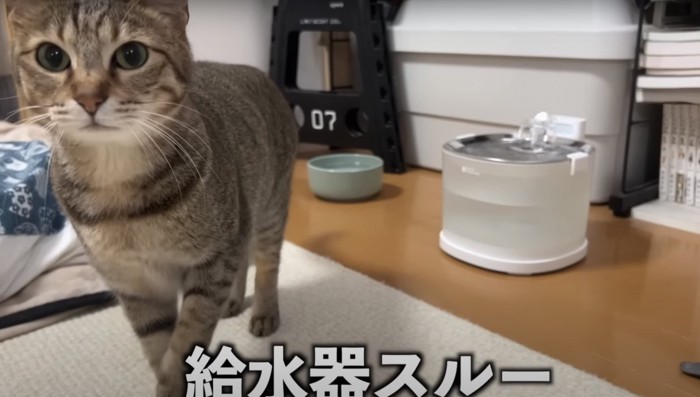 こちらに歩いてくる猫