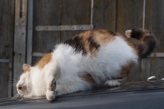 車に体をこすりつけている猫