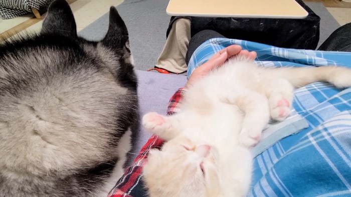 犬の後ろ姿と寝ている子猫