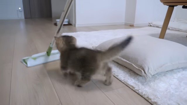 フローリングワイパーを追いかける子猫の後ろ姿