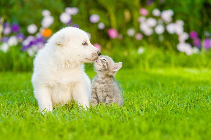 小さな犬