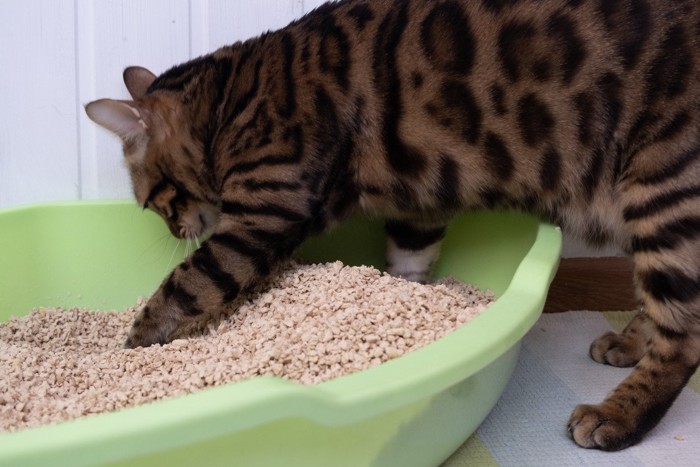 トイレに入ろうとする猫