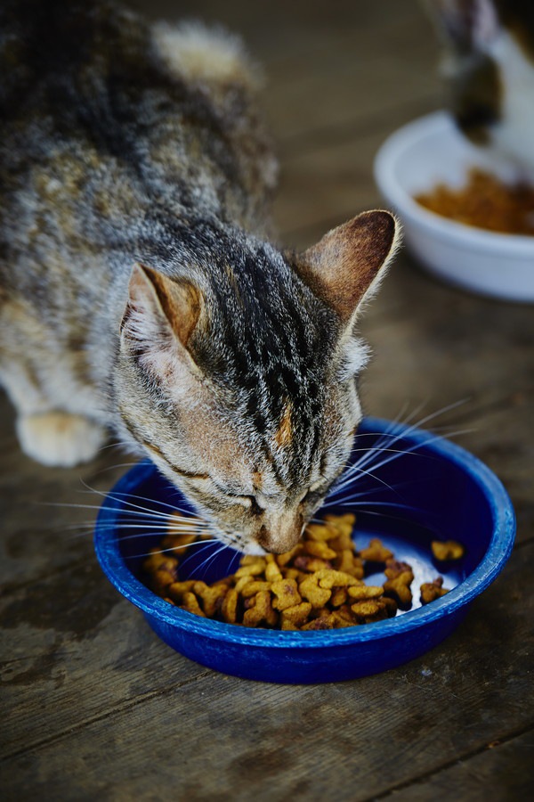 ドライフードを食べている猫