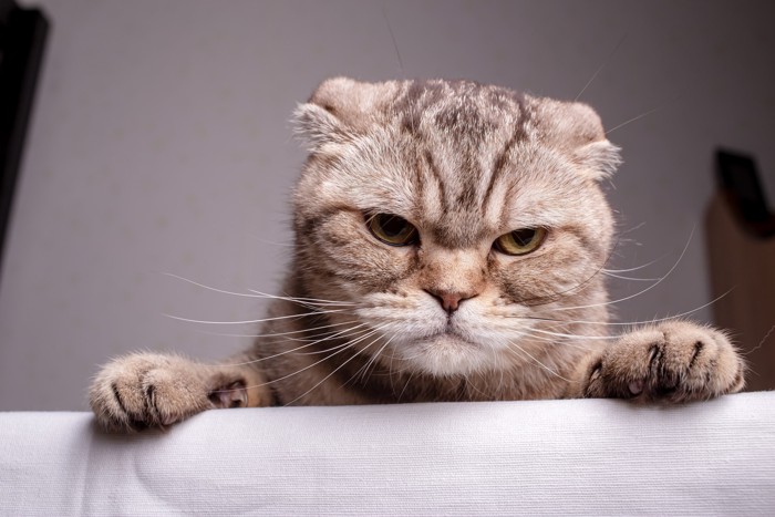 不機嫌そうな表情を浮かべている猫
