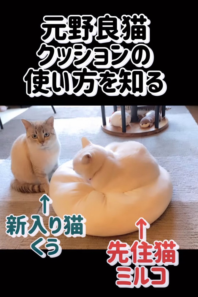 座る猫とクッションに乗る猫