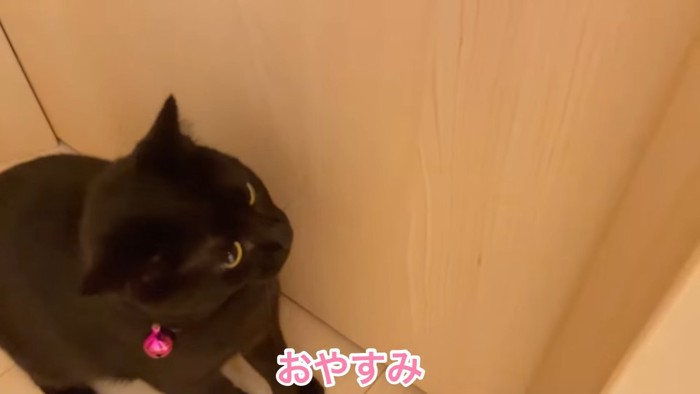 ドアの前に立つ猫