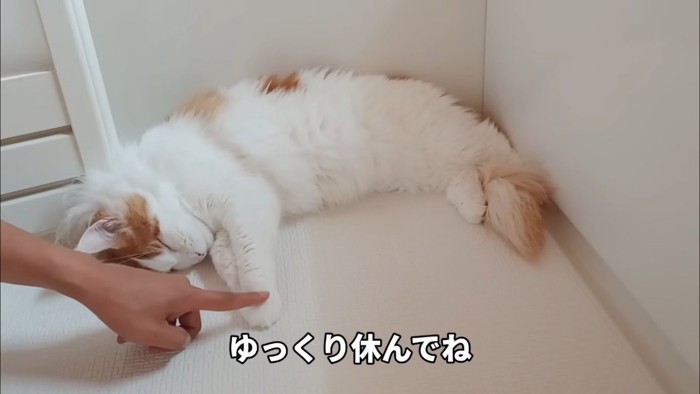 寝る猫