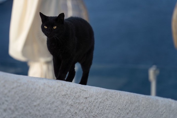 ギリシャの黒猫
