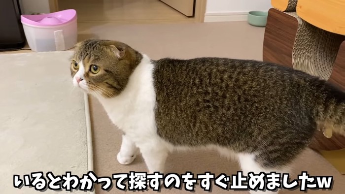 立って前を見る猫