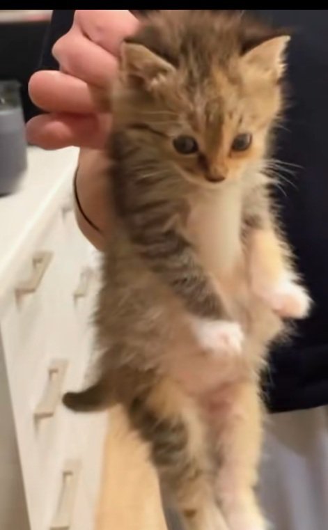 首根っこをつかまれて手足をだらんとさせて正面を見ている子猫の