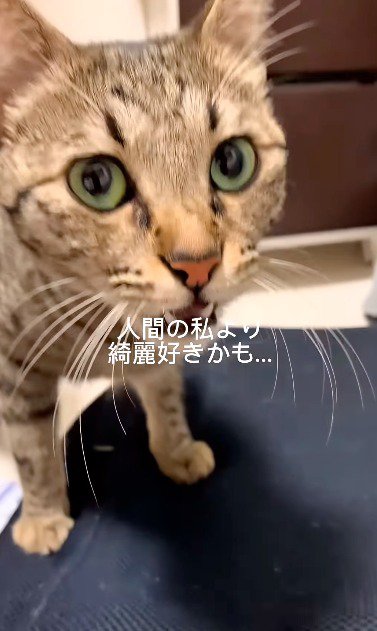 匂いを嗅いでフレーメン反応をする猫