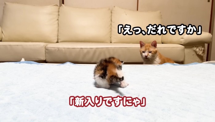 二匹が会話している写真