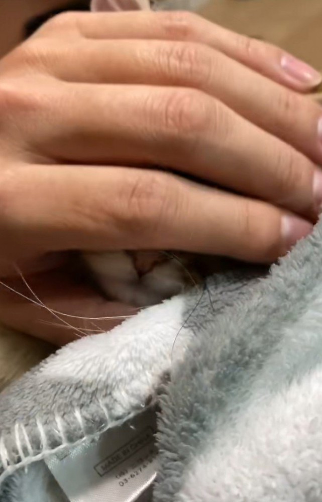 顔を撫でられる猫1