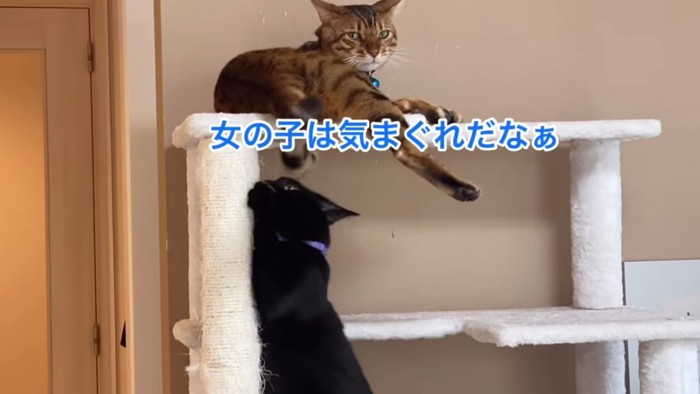 爪とぎをする黒猫