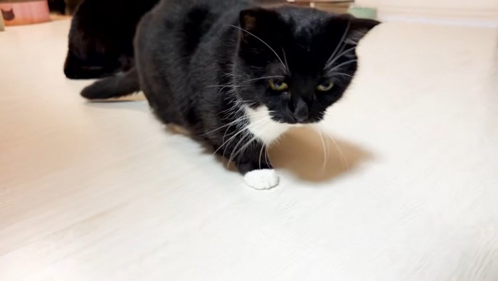 部屋の中を歩く猫