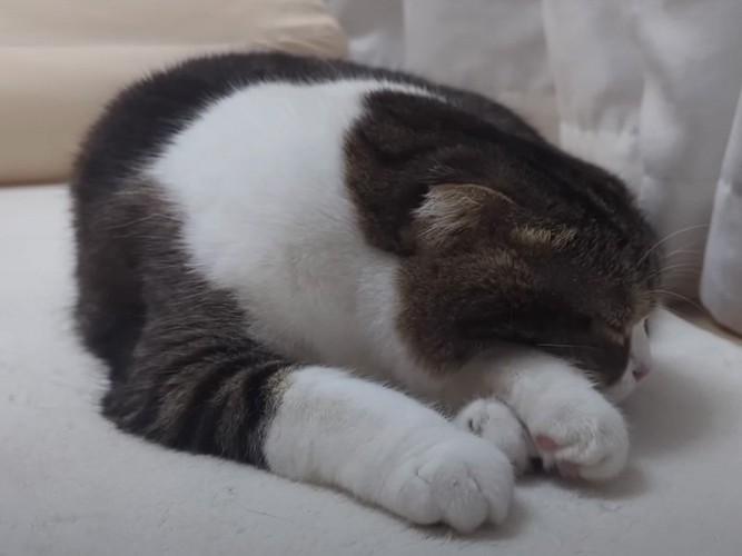 眠る猫