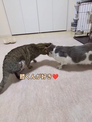おでこをくっつけあう2匹の猫