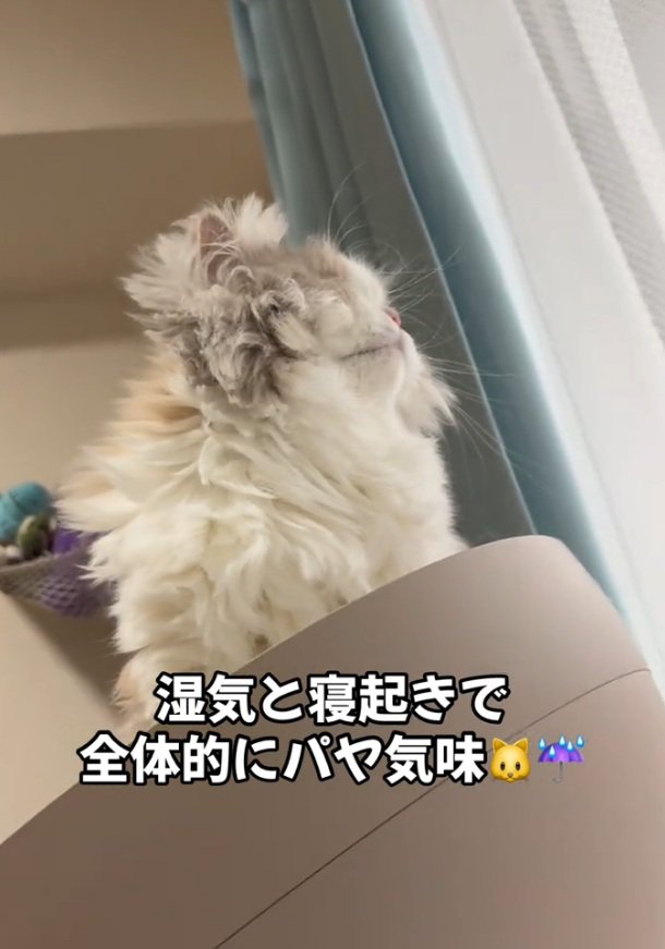 黄昏る猫