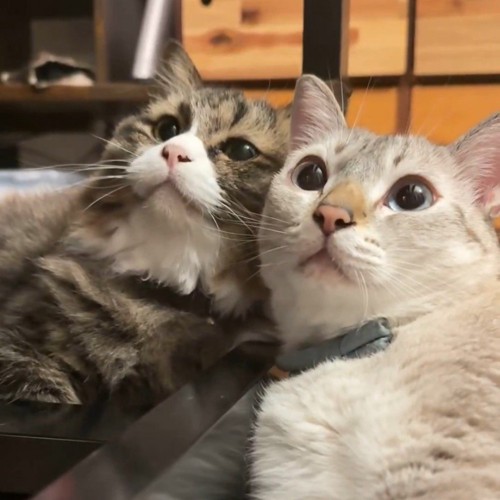 見上げる2匹の猫