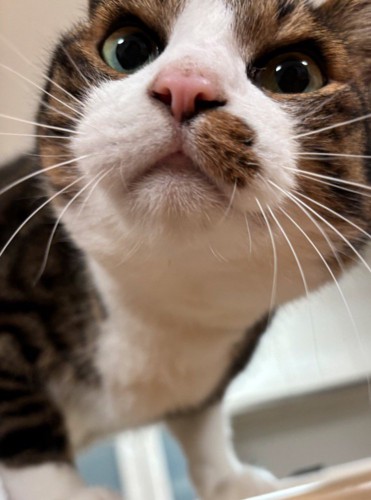 カメラに顔を近づける猫