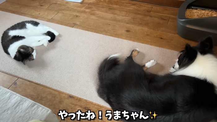 寝そべる猫と犬