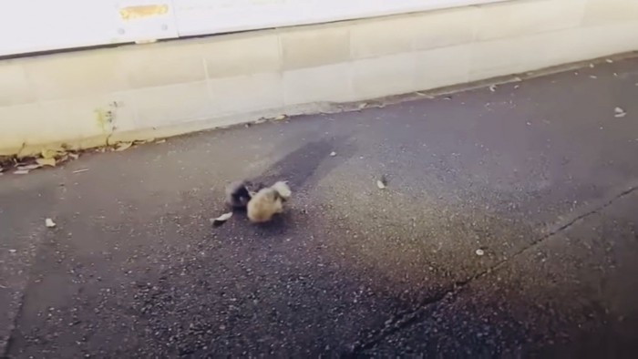 道の真ん中にうずくまる2匹の子猫