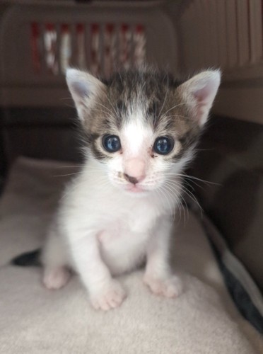キャリーの中にいる猫