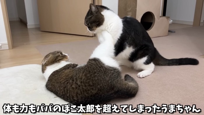 喧嘩する2匹の猫