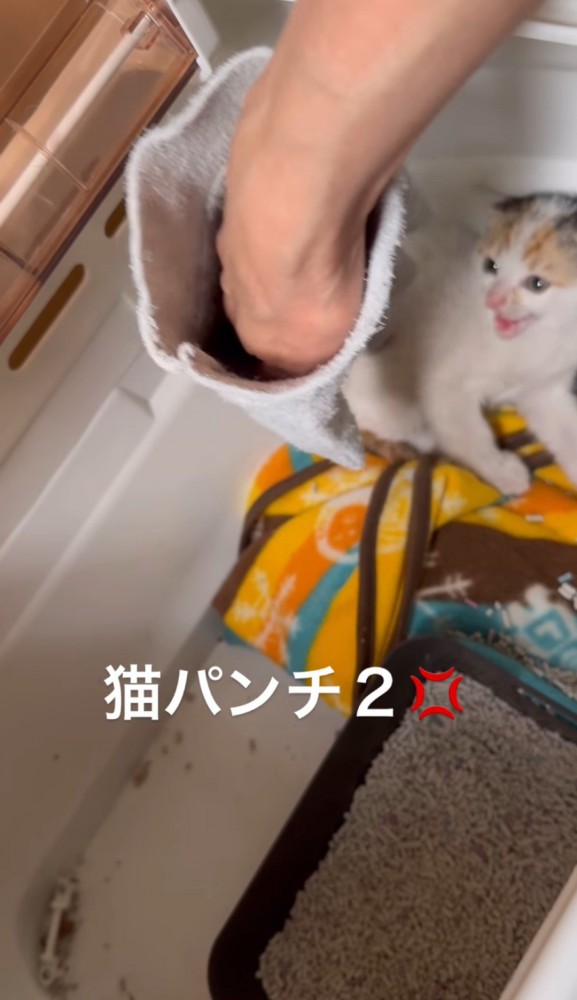 差し出した手に威嚇する子猫