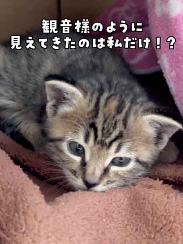 毛布の上に乗ってしたを見る猫