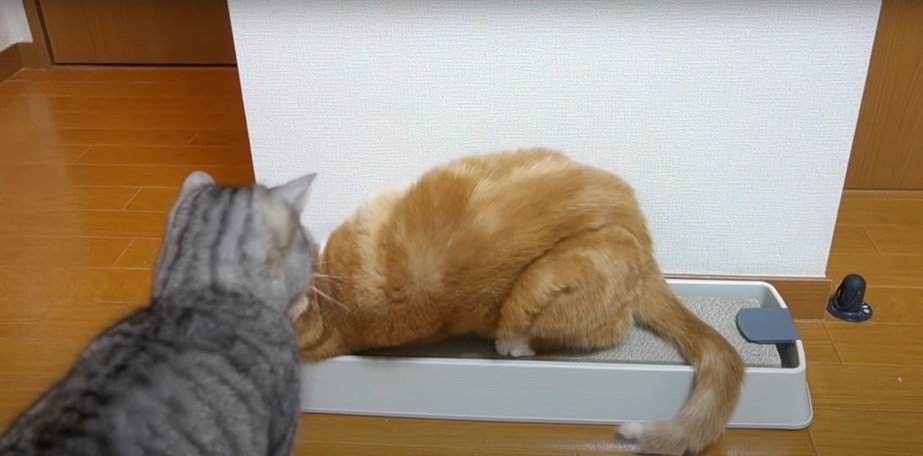 爪とぎの上の茶猫に近づくグレー猫