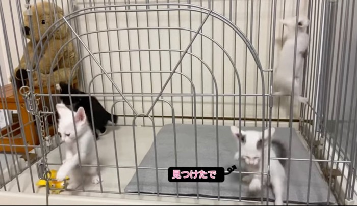 抜け出す場所を見つけた猫