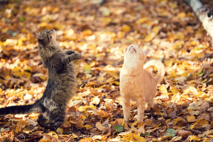 立ちあがろうとする猫