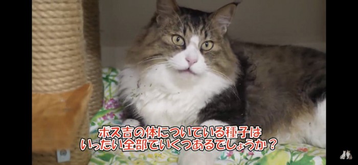 びっくりした顔の猫