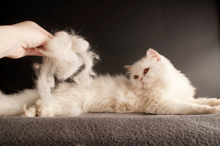 猫の抜け毛