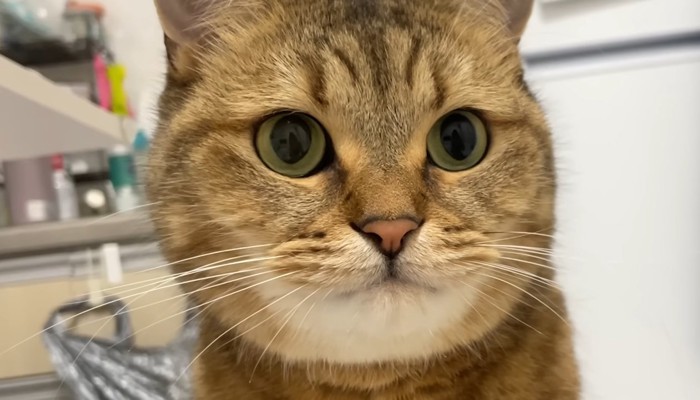 ドアップ