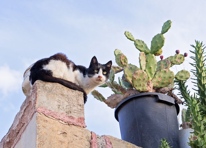 塀の上の猫