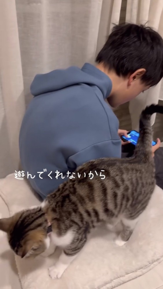 少年の横を歩く子猫