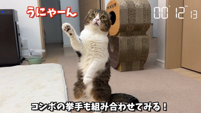 立って前足を挙げる猫