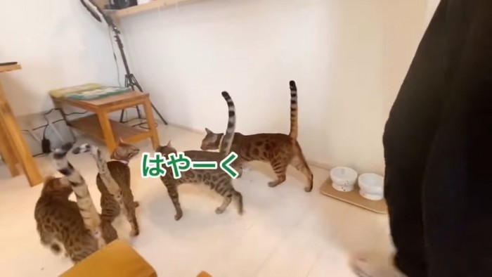 しっぽを立てている猫の後ろ姿