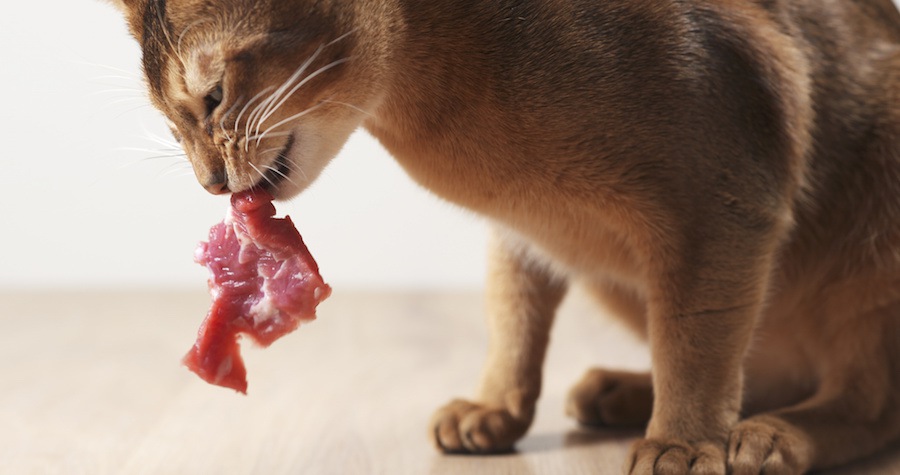 生肉を食べる猫