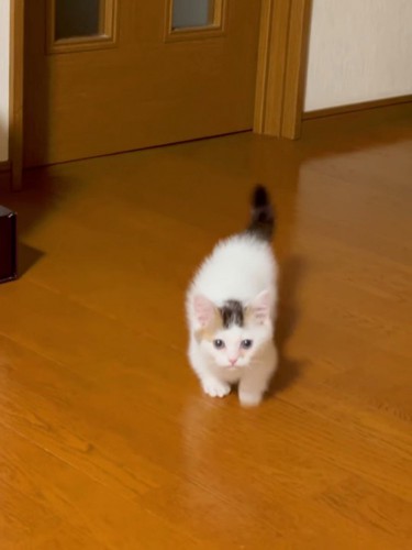 歩いてくる子猫