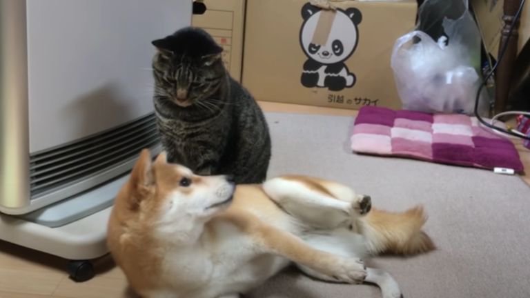 ストーブの前に座る猫と犬