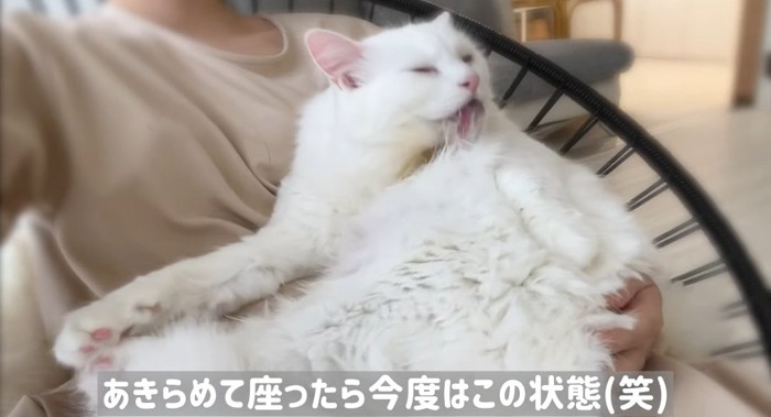 毛繕いをする猫