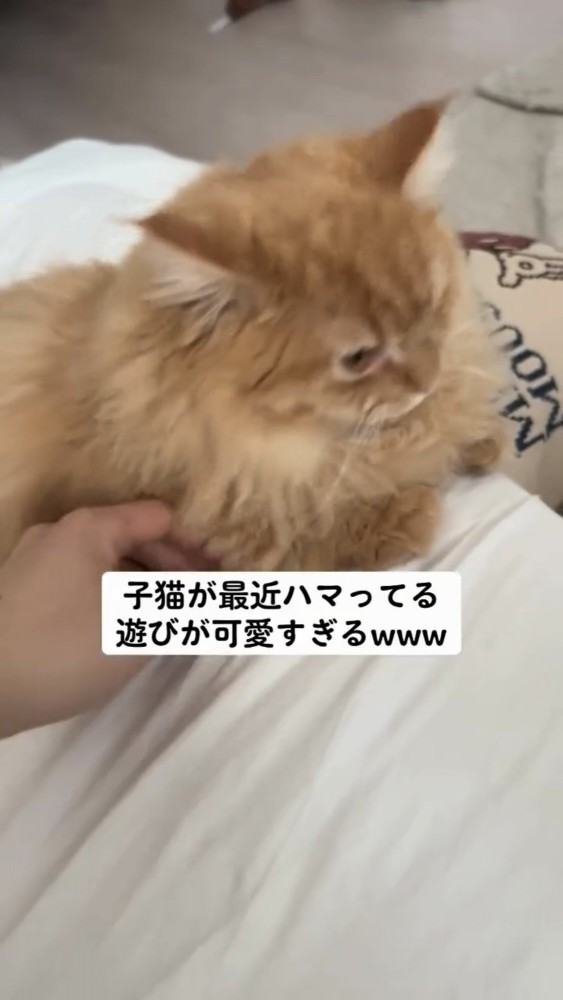 ソファの上にいる猫