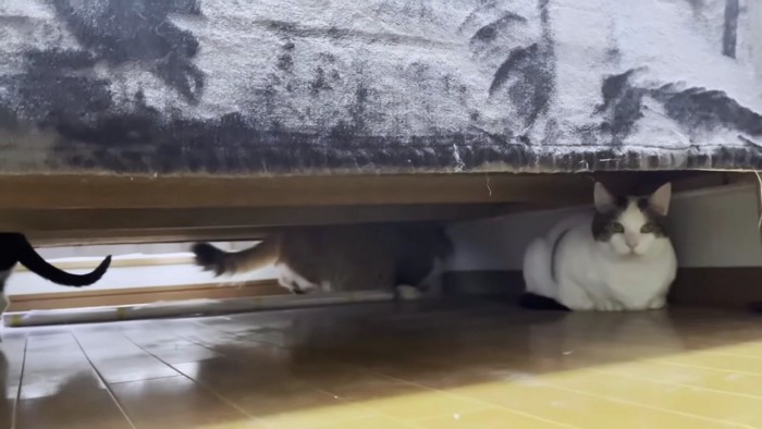 ベッドの下の猫