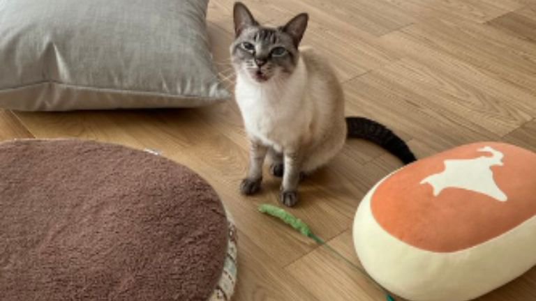 室内にいる猫